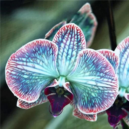 Rare Orchid Seeds Bonsai Orchid Flower Variety High Germination Garden Seeds heirloom non-gmo seeds