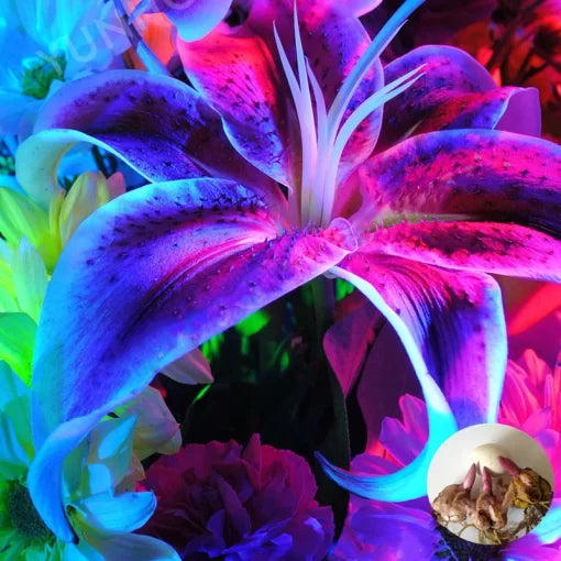 Blue Lily Flower Seeds Fragrant Garden Bonsai Lily Blooms High Germination Garden Seeds heirloom non-gmo seeds