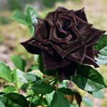 Black Rose Flower Seeds Rare Dark Rose Bonsai Variety High Germination Garden Seeds heirloom non-gmo seeds