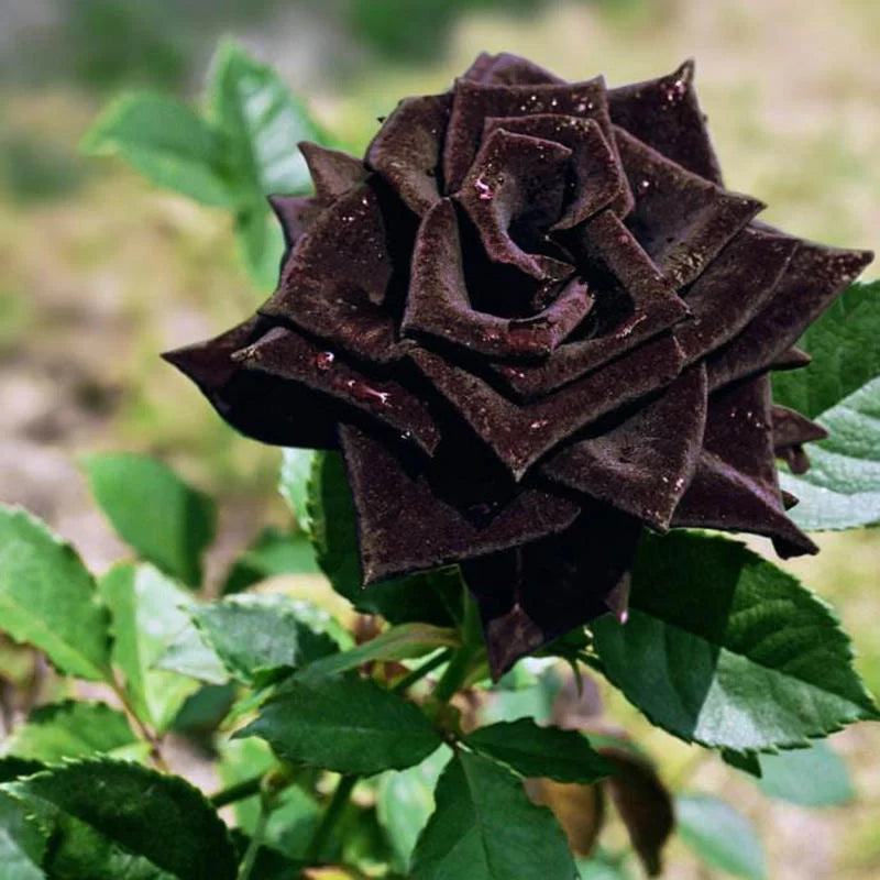 Black Rosa Rear Flowering Seeds For Planting and Gardening