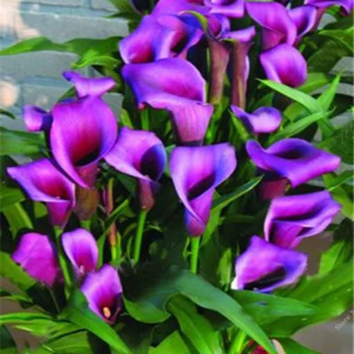Balcony Calla Lily Seeds Potted Perennial Lily Flowers High Germination Garden Seeds heirloom non-gmo seeds