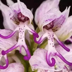 Allium Giganteum Seeds Giant Purple Ornamental Allium High Germination Garden Seeds heirloom non-gmo seeds