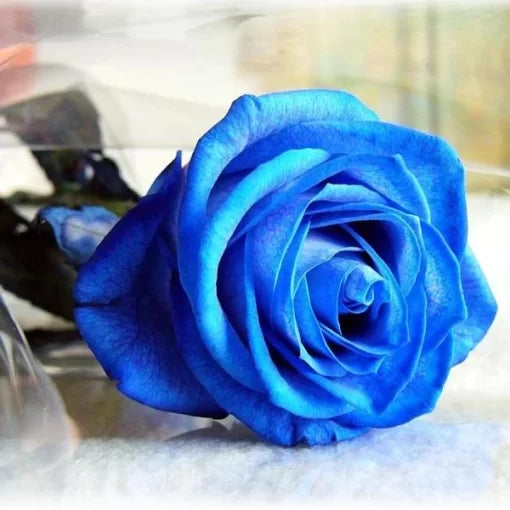 Blue Rose Seeds Rare Blue Lover Rose Variety High Germination Garden Seeds heirloom non-gmo seeds