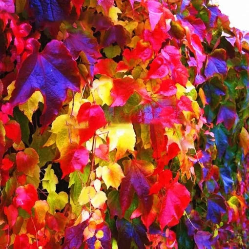 Boston Ivy Seeds Climbing Creeper Plant for Outdoor Wall Decoration High Germination Garden Seeds heirloom non-gmo seeds