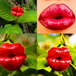 Red Lips Flower Seeds Rare Psychotria Elata Lip-Shaped Plant High Germination Garden Seeds heirloom non-gmo seeds
