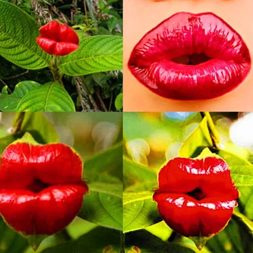 Red Lips Flower Seeds Rare Psychotria Elata Lip-Shaped Plant High Germination Garden Seeds heirloom non-gmo seeds