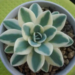 Echeveria Lithops Succulent Seeds Mixed Living Stone Succulents High Germination Garden Seeds heirloom non-gmo seeds