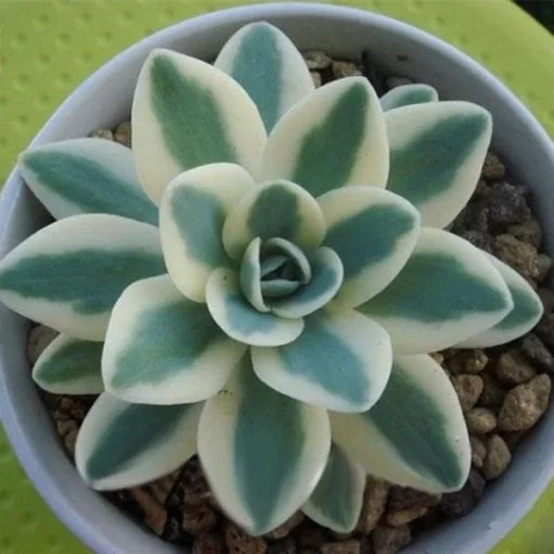 Echeveria Lithops Succulent Seeds Mixed Living Stone Succulents High Germination Garden Seeds heirloom non-gmo seeds