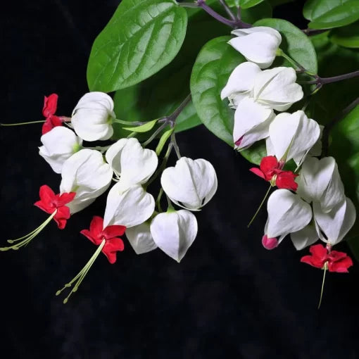 Clerodendrum Thomsonae Seeds Rare Bleeding Heart Vine High Germination Garden Seeds heirloom non-gmo seeds