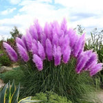 Purple Pampas Grass Seeds Ornamental Potted Pampas Grass High Germination Garden Seeds heirloom non-gmo seeds