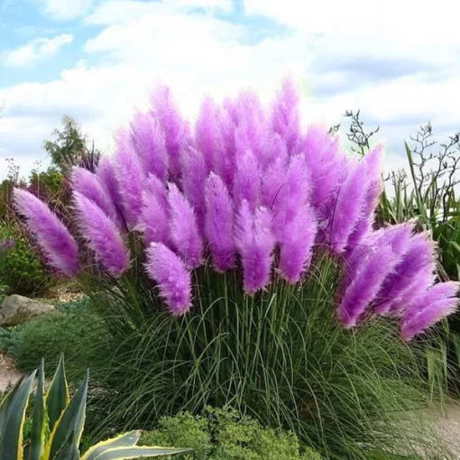 Purple Pampas Grass Seeds Ornamental Potted Pampas Grass High Germination Garden Seeds heirloom non-gmo seeds