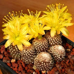 Cactus Garden Seeds Rare Ball Cactus Succulent High Germination Garden Seeds heirloom non-gmo seeds