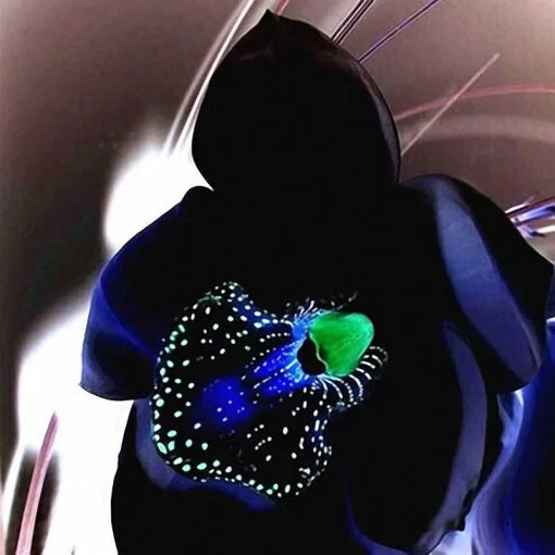 Black Orchid Flower Seeds Rare Exotic Orchid Blossoms High Germination Garden Seeds heirloom non-gmo seeds