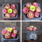 Mountain Desert Rose Succulent Seeds Ornamental Bonsai Flowering Plants High Germination Garden Seeds heirloom non-gmo seeds