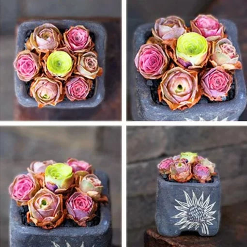 Mountain Desert Rose Succulent Seeds Ornamental Bonsai Flowering Plants High Germination Garden Seeds heirloom non-gmo seeds