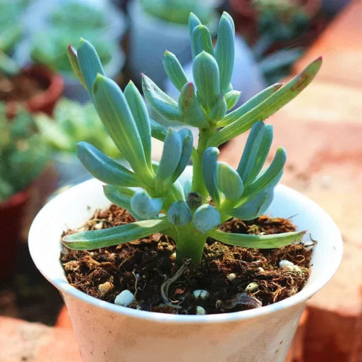 Succulent Seeds DIY Indoor Succulent Garden Blend High Germination Garden Seeds heirloom non-gmo seeds