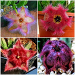 Slia Pulchella Seeds Colorful Lithops Cactus Variety High Germination Garden Seeds heirloom non-gmo seeds