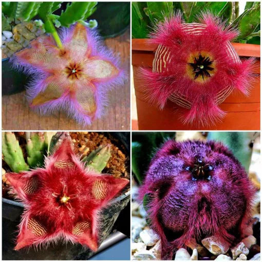 Slia Pulchella Seeds Colorful Lithops Cactus Variety High Germination Garden Seeds heirloom non-gmo seeds