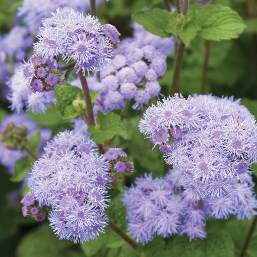 Ageratum Seeds Blue-Purple Annual Ageratum Garden Flowers High Germination Garden Seeds heirloom non-gmo seeds