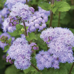 Ageratum Seeds Blue-Purple Annual Ageratum Garden Flowers High Germination Garden Seeds heirloom non-gmo seeds