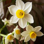 Daffodil Flower Seeds Double-Petal Aquatic Narcissus Variety High Germination Garden Seeds heirloom non-gmo seeds