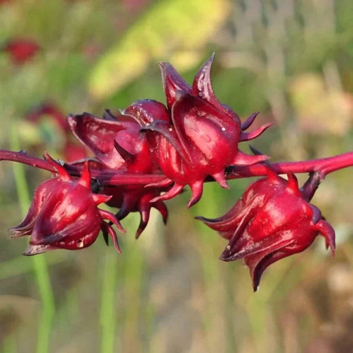 Roselle Hibiscus Sabdariffa Seeds Herbal Tea Plant for Home Garden High Germination Garden Seeds heirloom non-gmo seeds