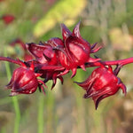Roselle Hibiscus Sabdariffa Seeds Herbal Tea Plant for Home Garden High Germination Garden Seeds heirloom non-gmo seeds