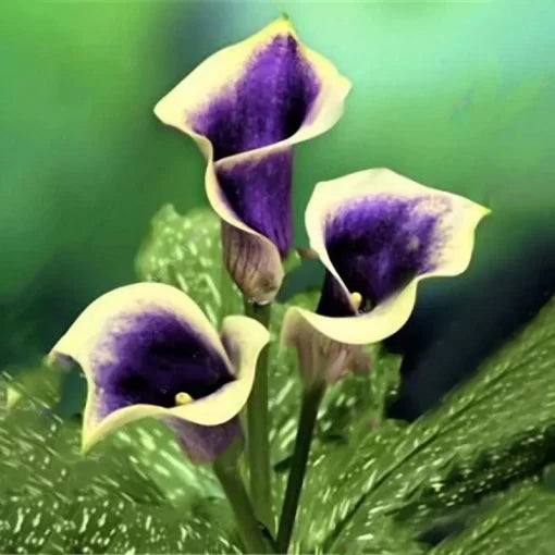 Calla Lily Seeds Tropical Indoor Outdoor Flowering Lily High Germination Garden Seeds heirloom non-gmo seeds