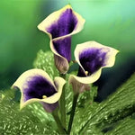 Calla Lily Seeds Tropical Indoor Outdoor Flowering Lily High Germination Garden Seeds heirloom non-gmo seeds