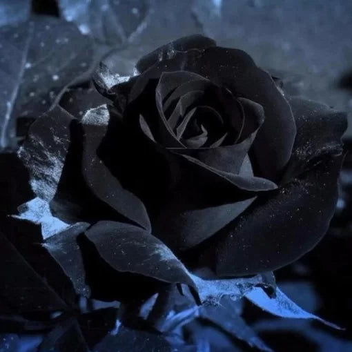 Black Rose Flower Seeds Rare Dark Bloom Garden Variety High Germination Garden Seeds heirloom non-gmo seeds