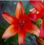 Red Yellow Perfume Lily Seeds Fragrant Bi-Color Lily Blooms High Germination Garden Seeds heirloom non-gmo seeds