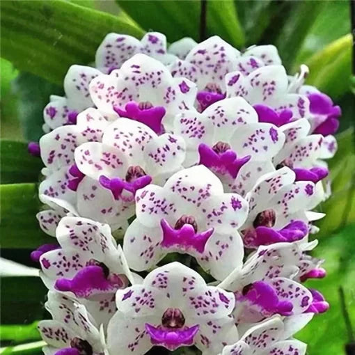 Cymbidium Orchid Seeds Artificial-Style Decorative Orchid Blooms High Germination Garden Seeds heirloom non-gmo seeds