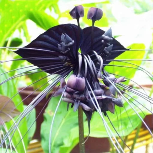 Black Tiger Orchid Seeds Rare Orchid Flower High Germination Garden Seeds heirloom non-gmo seeds