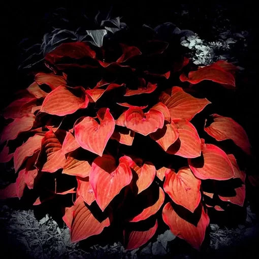 Hosta Flower Seeds Shade-Loving Perennial Hosta Blooms High Germination Garden Seeds heirloom non-gmo seeds