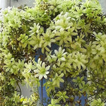 Clematis Vine Seeds Perennial Garden Wall Climbing Flowers High Germination Garden Seeds heirloom non-gmo seeds