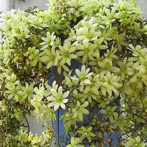 Clematis Vine Seeds Perennial Garden Wall Climbing Flowers High Germination Garden Seeds heirloom non-gmo seeds