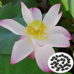 Flammule Bowl Lotus Seeds Water Garden Red-Pink Lotus High Germination Garden Seeds heirloom non-gmo seeds