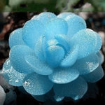 Blue Lithops Seeds Rare Kyanite Stone Succulent Variety High Germination Garden Seeds heirloom non-gmo seeds