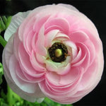 Ranunculus Asiaticus Seeds Persian Buttercup Garden Variety High Germination Garden Seeds heirloom non-gmo seeds