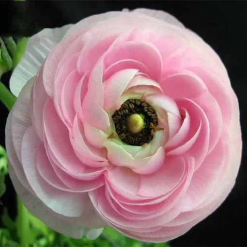 Ranunculus Asiaticus Seeds Persian Buttercup Garden Variety High Germination Garden Seeds heirloom non-gmo seeds