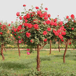 Red Rose Tree Seeds Perennial Garden Rose for Pots or Yard High Germination Garden Seeds heirloom non-gmo seeds