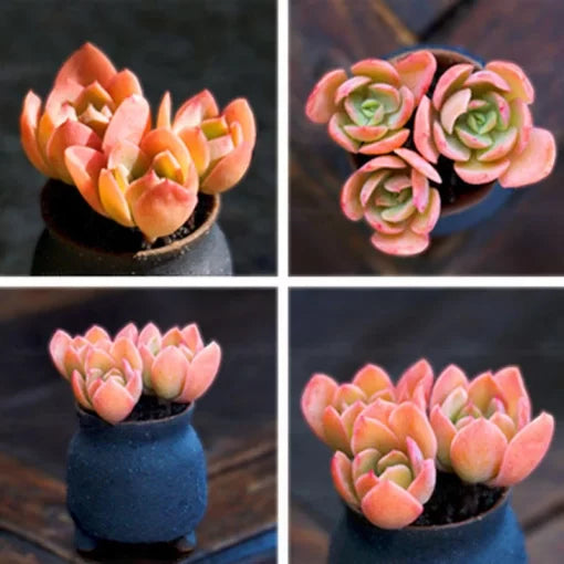 Red Succulent Seeds Decorative Potted Succulent Variety High Germination Garden Seeds heirloom non-gmo seeds