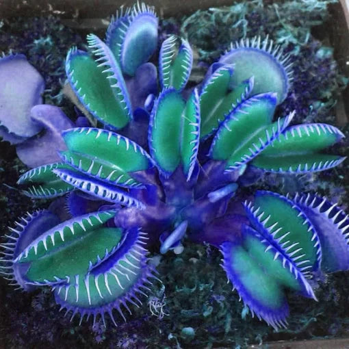 Blue Insectivorous Plant Seeds Rare Flytrap-Type Bonsai High Germination Garden Seeds heirloom non-gmo seeds