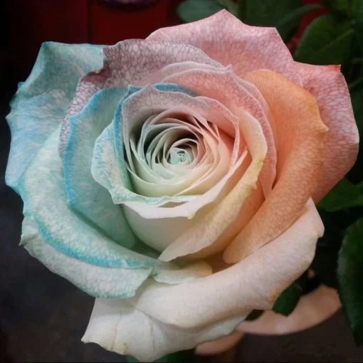 Multicolor Rose Seeds Purple Pink Heart Rose Flower High Germination Garden Seeds heirloom non-gmo seeds