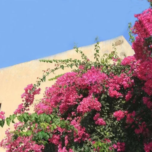 Bougainvillea Glabra Seeds Climbing Pink-Purple Bougainvillea Flowers High Germination Garden Seeds heirloom non-gmo seeds