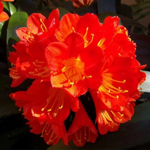 Clivia Miniata Seeds Gorgeous Bush Lily Bonsai Flowers High Germination Garden Seeds heirloom non-gmo seeds