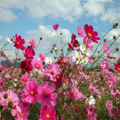 Cosmos Flower Seeds Potted Ornamental Cosmos Garden Blooms High Germination Garden Seeds heirloom non-gmo seeds