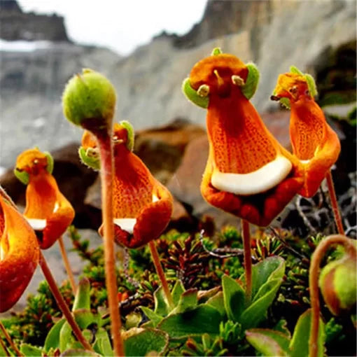 Calceolaria Uniflora Seeds Rare Alpine Pocketbook Flower High Germination Garden Seeds heirloom non-gmo seeds