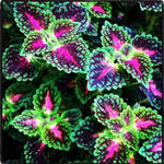 Coleus Dragon Seeds Colorful Japanese Foliage Plants High Germination Garden Seeds heirloom non-gmo seeds