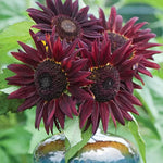 Wine Red Sunflower Seeds Rich Dark Red Sunflower Variety High Germination Garden Seeds Helianthus annuus heirloom non-gmo seeds